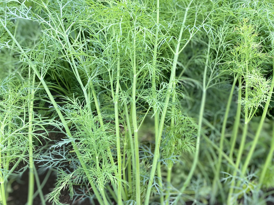 ディル 1.5キロ:茨城県産のディル|食べチョク|産地直送(産直)お取り寄せ通販 農家・漁師から旬の食材を直送