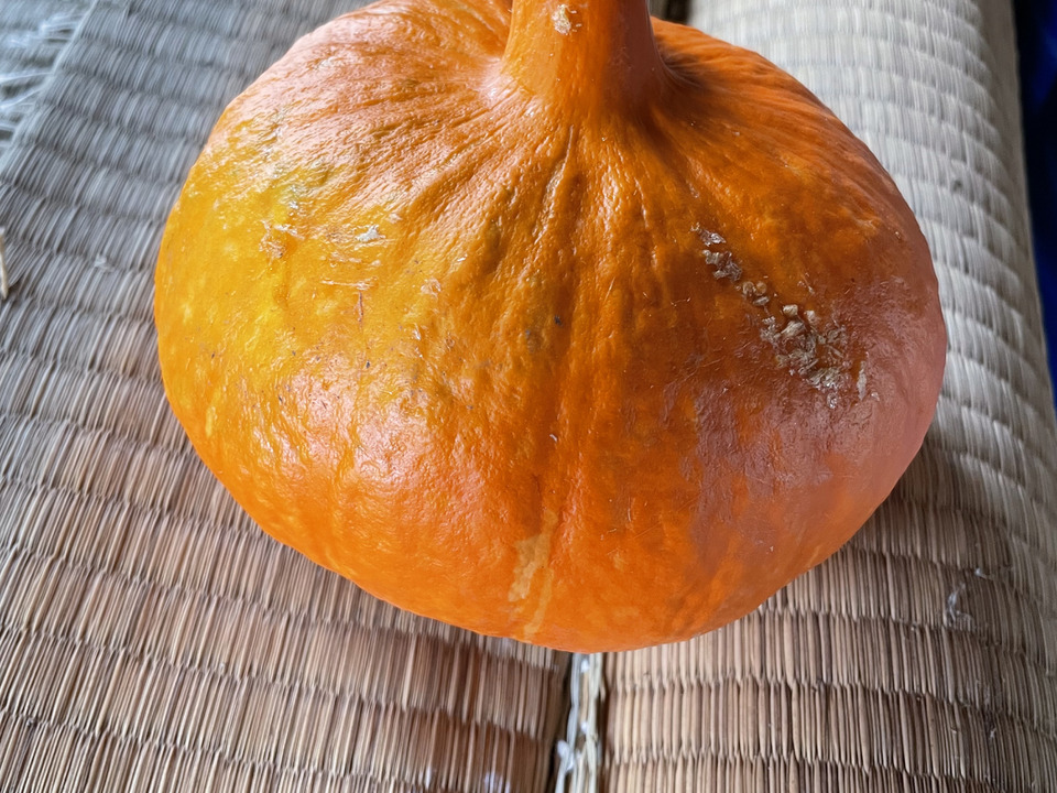 しっとり♪伝統野菜！打木赤皮甘栗かぼちゃ2個入