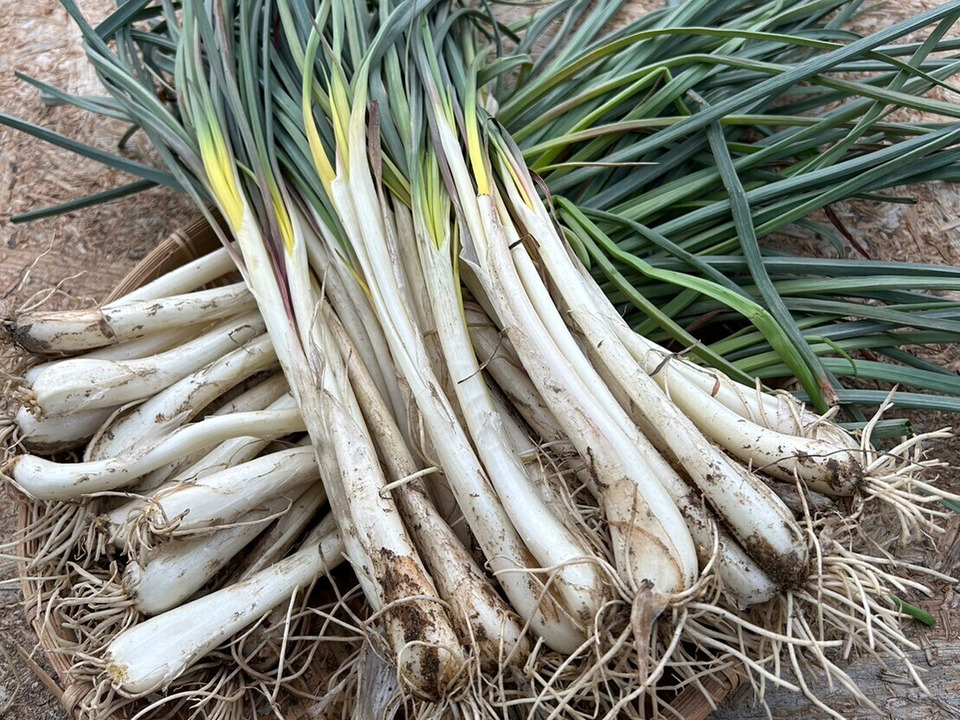 エシャレット1000g 朝採り畑直送砂付き 島らっきょう：静岡県産の島らっきょう｜食べチョク｜産地直送(産直)お取り寄せ通販 - 農家・漁師 ...