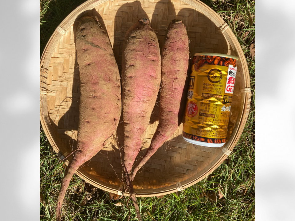 栗かぐや芋苗600本在庫あり 栗かぐや芋苗600本在庫あり 栗かぐや芋苗600本月末発送