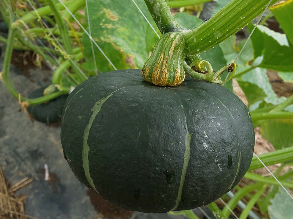 東京から直送！ミニ栗かぼちゃ1.2kg(4玉入り)：東京都産のかぼちゃ｜食べチョク｜産地直送(産直)お取り寄せ通販 農家・漁師から旬の食材を直送