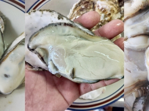 【お歳暮対応可能 年末年始ご予約可能】生食用２ｋｇ 殻付き 牡蠣 （14~30粒）牡蠣 殻付き牡蠣 殻付き牡蛎 牡蛎 kaki かき カキ 松島牡蠣屋 BBQに貝類 海産物 オイスター oyster