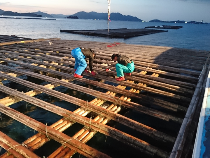 牡蠣を美味しくする広島湾の環境