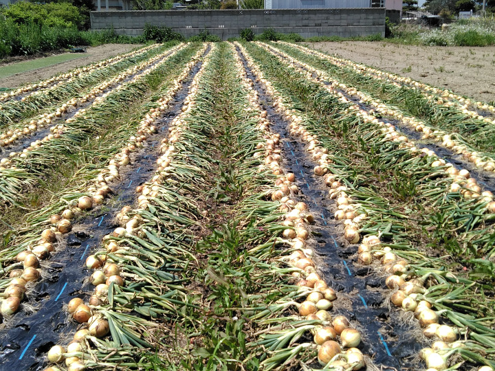 農薬・化学肥料不使用!【令和5年産・ササニシキ2kg・玄米・精米 農薬・化学肥料不使用!【令和5年産・ササニシキ2kg・玄米・精米