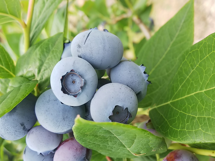 【ブルーベリー】自然豊かなロケーションですくすく育っています！