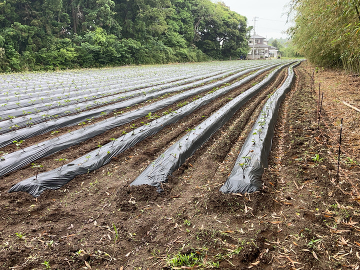 さつまいも(ふくむらさき)10kg サイズS〜L：茨城県産のふく