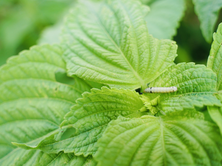 安心・安全な作物を