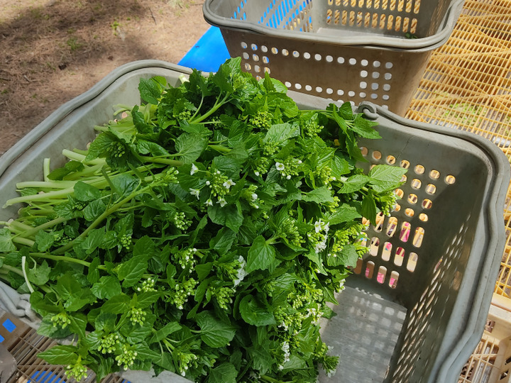 まもなく終了 春の山菜・花わさび！300g【期間限定 4月下旬～5月
