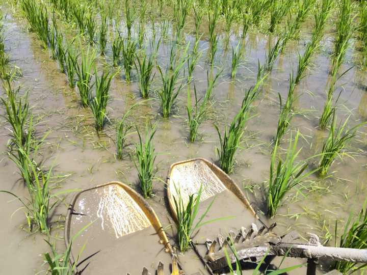 土にこだわり、無農薬・有機肥料で育てる