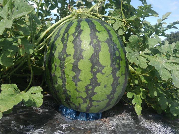 ゆうママ 山形県産 縞無双 2玉入り 15～16kg 訳あり】甘～い♪ 尾花沢すいか「縞無双HG」2L(7kg〜8kg)2玉：山形県産