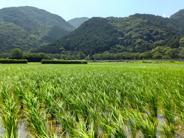 「安心・安全な食べ物を自分で作る」ため、農家に転身。