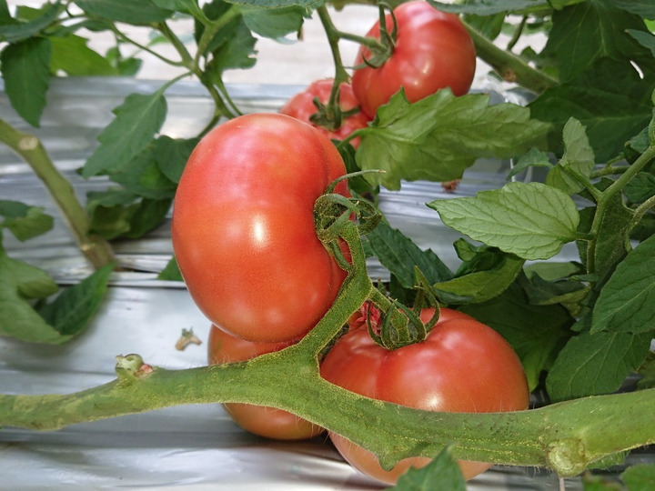 新米】令和5年産・特栽米つや姫(10kg)：山形県産のお米｜食べ