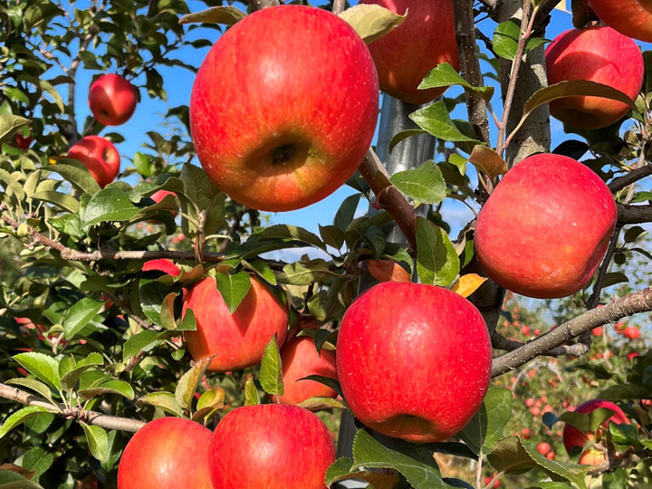 權之丞farmへのレビュー・商品：青森県｜食べチョク｜産地直送