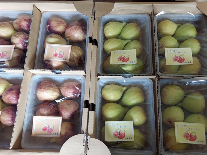 きれいな空気とたっぷりの陽射に恵まれた和歌山有田で生産