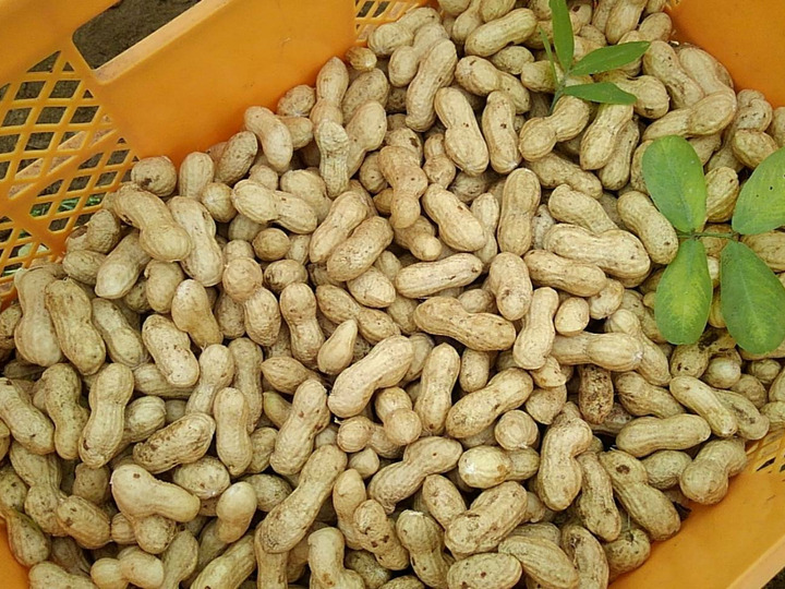 国産野菜