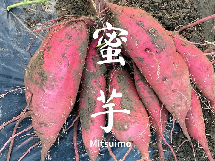 令和7年産】低農薬栽培米 コシヒカリ 玄米 10kg：長野県産のお米