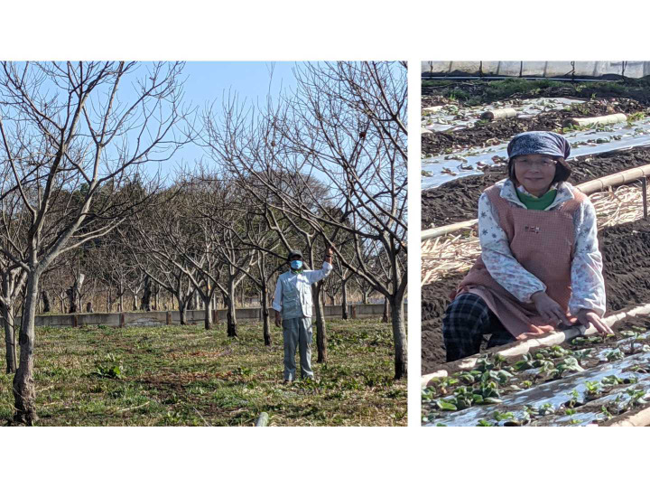 有機肥料による安全で栄養豊富な栗と野菜です