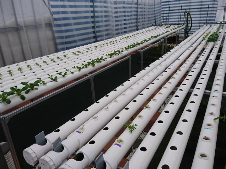 化学農薬・肥料不使用の空芯菜（約1.4kg）お魚が野菜を育てる「アクア