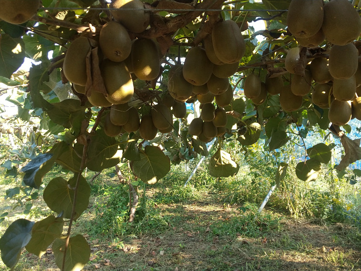 生産者のこだわり