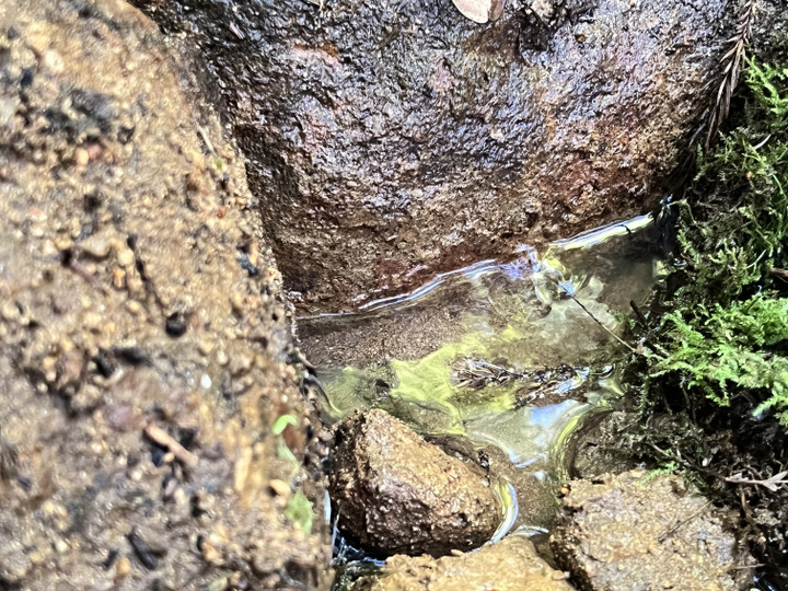 私有地の湧き水を使って野菜を栽培