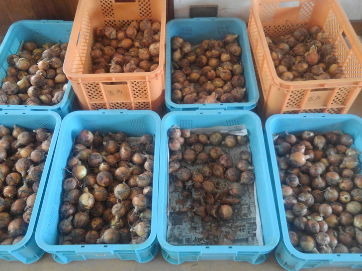 農薬をかけずに手間をかける