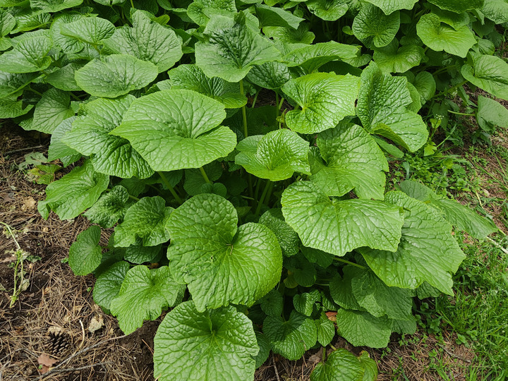 まもなく終了 春の山菜・花わさび！300g【期間限定 4月下旬～5月