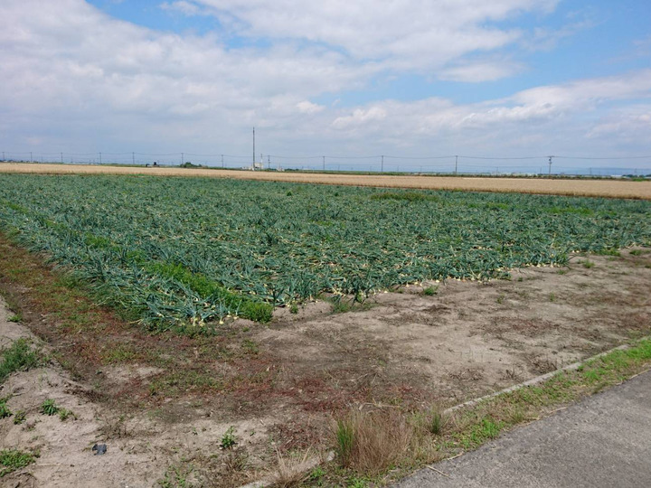 お子様にも食べていただけるような、安心なタマネギ