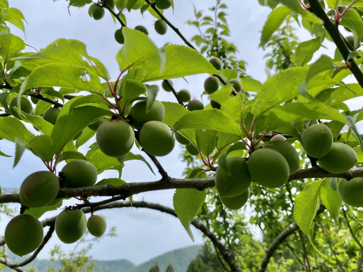 生産者のこだわり