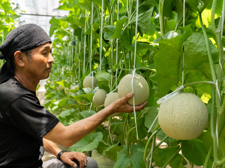 潮風育ち！高級マスクメロン2玉！！：愛知県産のアールスメロン｜食べ