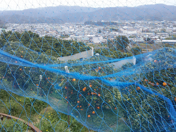 生産者のこだわり