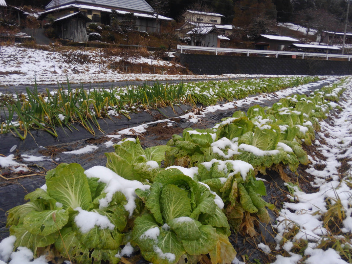 京野菜ブーケ【寿サイズ】出店祝などに！日経ＭＪに掲載されました！】 京野菜ブーケ - 株式会社メディアエージェンンシー 滋賀県の地域