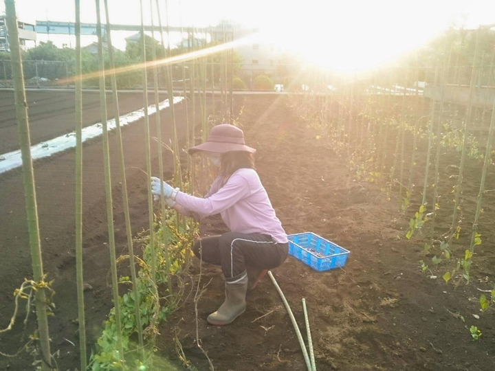 新鮮な朝採り野菜!
