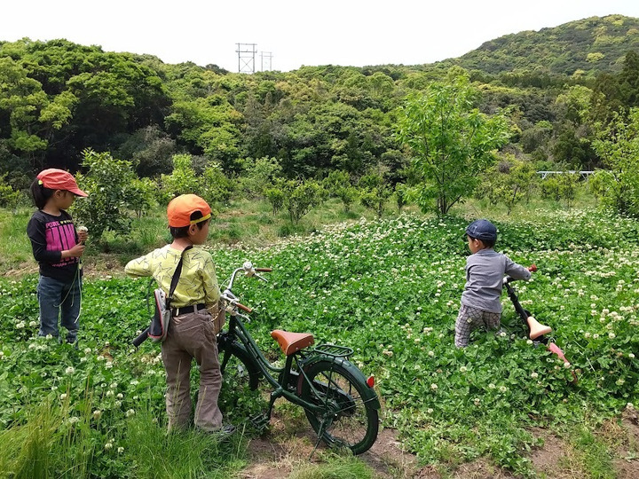 栄養満点！！「紫山芋」ダイジョ 1.5kg程度：鹿児島県産の紫山芋｜食べ