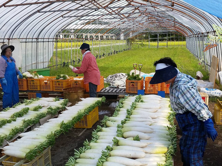 青森県産 はれわたり 最高ランク特A 計10kg 米 新米 令和6年度産