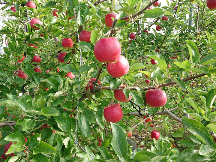 【受注生産品】 しっとり甘い！干し芋(紅はるか)120g✕10袋：岩手県産のべに 野菜