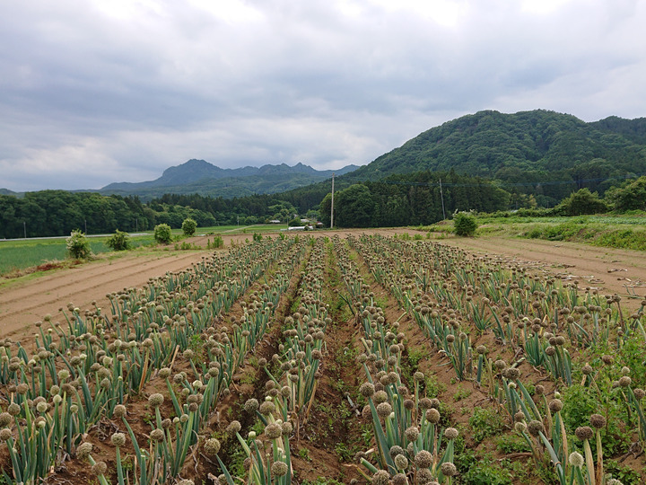 GI産品】『新里ねぎ』 GIマーク取得のブランド伝統野菜 泥付き