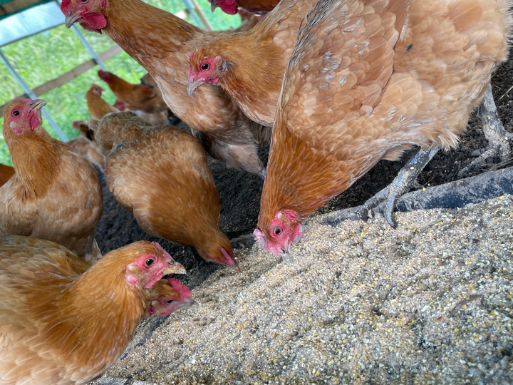オリジナル飼料でにわとりたちを健康な体に!!