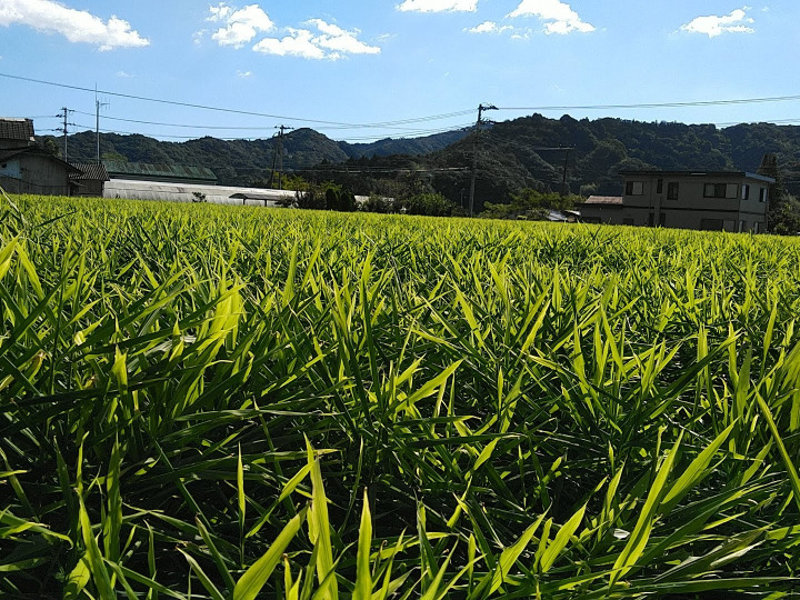 生産者のこだわり