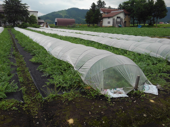 生産者のこだわり