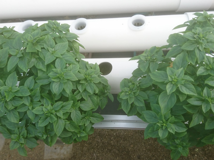 化学農薬・肥料不使用の空芯菜（約1.4kg）お魚が野菜を育てる「アクア