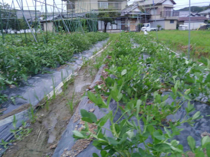生産者のこだわり