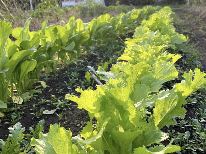 自然栽培のお野菜は虫食いだらけ?(栽培の可視化)