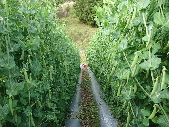 生産者のこだわり
