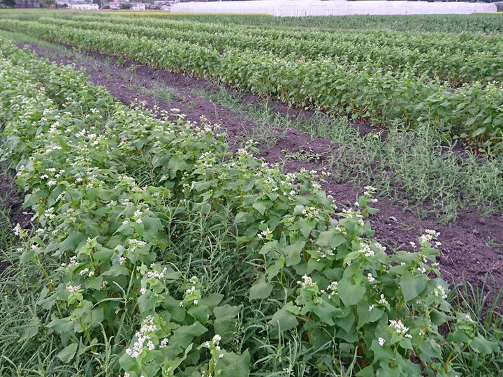安心、安全で旬の野菜