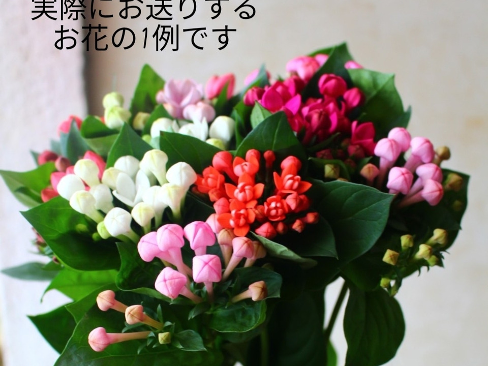 ミニディアブのリーフレット