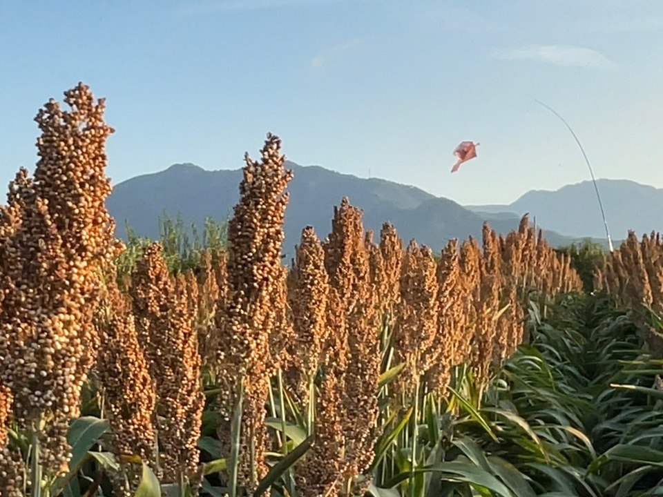 令和6年度収穫 添加物・農薬不使用 グルテンフリー アレルゲンフリー ソルガム たかきび 雑穀 きび 肉の代用 信州産ソルガム 800g:長野 ...