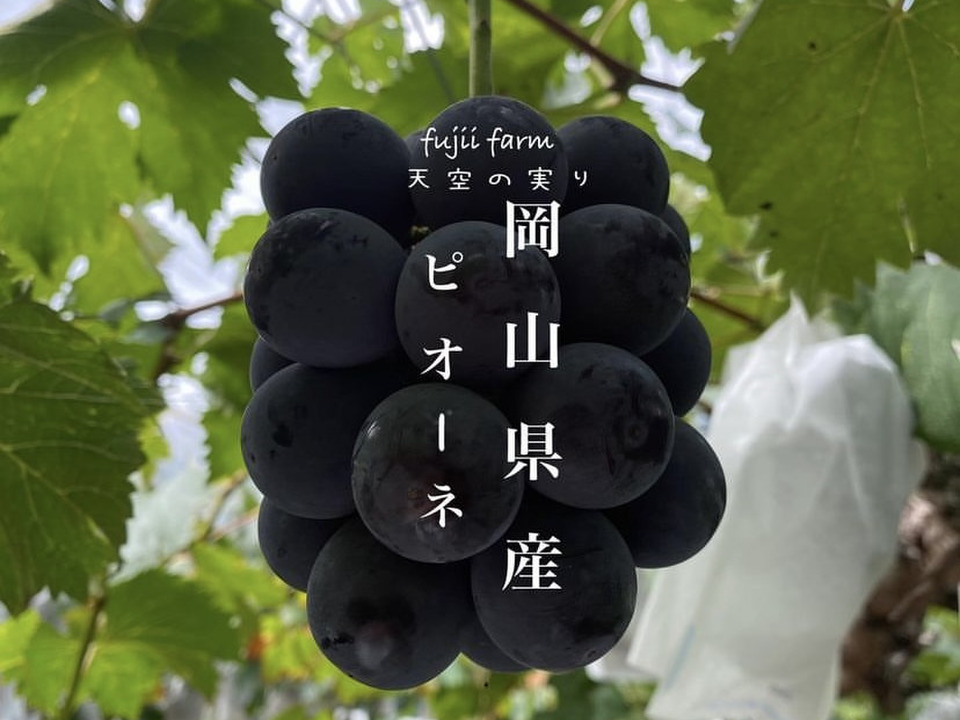 天空の実り！！岡山県産ニューピオーネ！2房（箱込み1k箱）※クール便※：岡山県産のピオーネ｜食べチョク｜産地直送(産直)お取り寄せ通販 ...