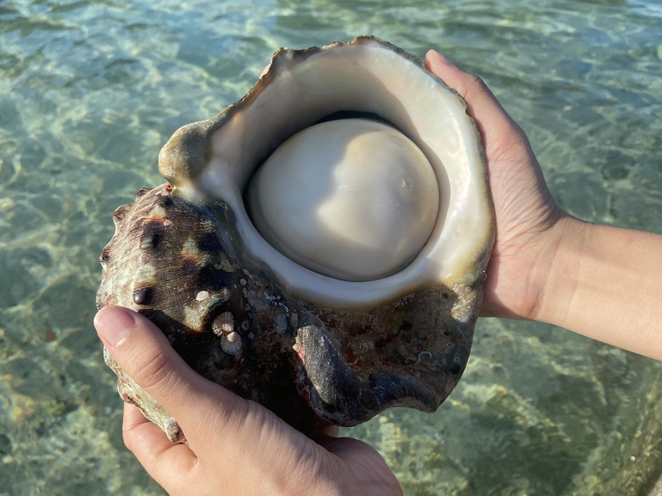 アワビより美味しい!?奄美大島産の夜光貝(やこうがい)1.5kgサイズ:鹿児島県産のその他貝類|食べチョク|産地直送(産直)お取り寄せ通販 ...