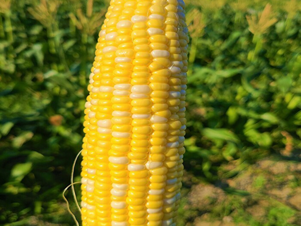 島育ちの口いっぱいに広がる甘い幸せ♪特選 とうもろこし 甘々娘 5本入り 発送予定日 6月20日（日）：兵庫県産