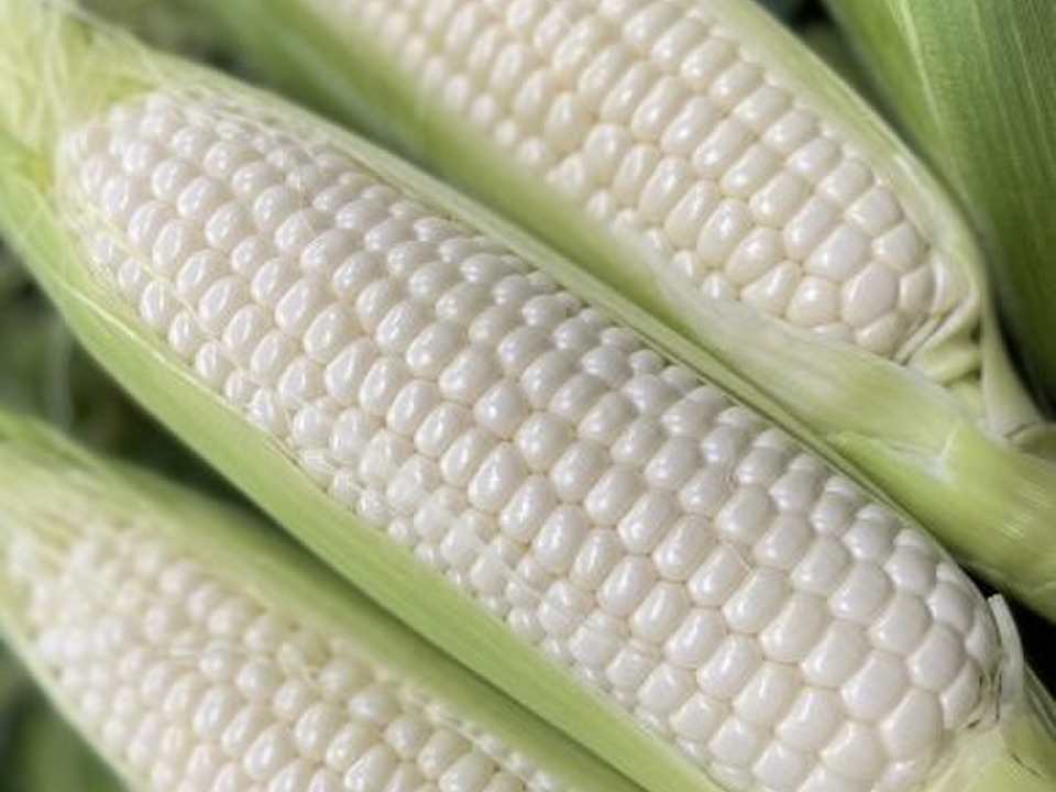 ️朝採り ️白いおおもの！！とうもろこし 8本：茨城県産のおおもの｜食べチョク｜産地直送(産直)お取り寄せ通販 - 農家・漁師から旬の食材を直送